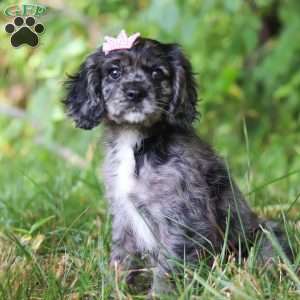 Pearl, Cocker Spaniel Puppy